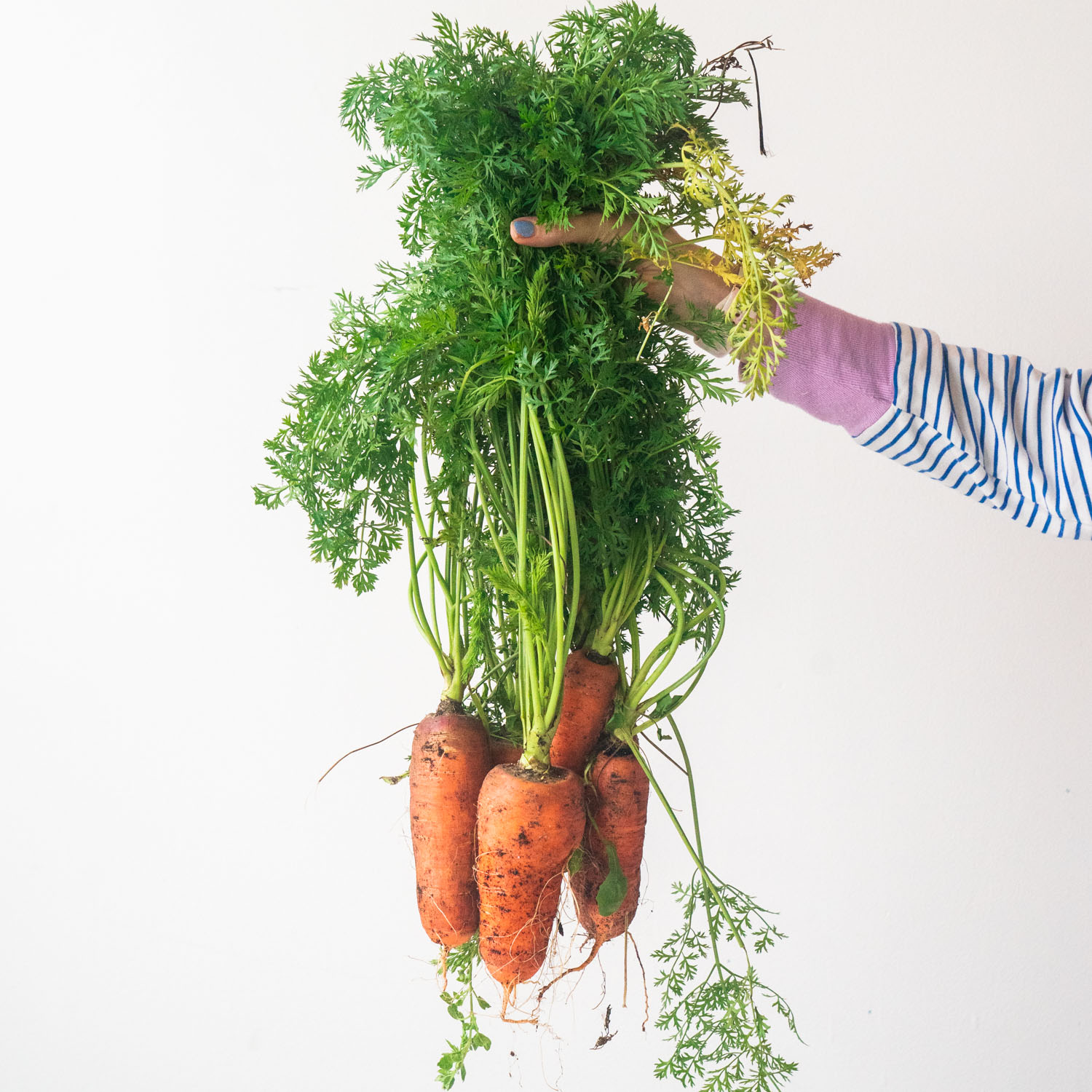 From Surprise to Strategy: Growing Giant Carrots in Your Garden